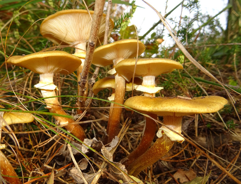 Armillaria mellea